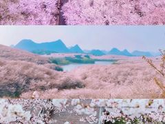 -贵州百里杜鹃风景名胜区