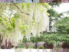 -嘉定紫藤园