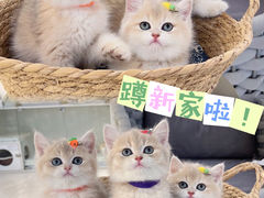 -lincat·猫舍(广州店)