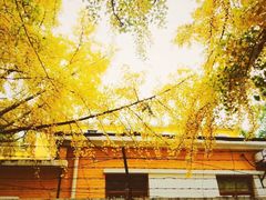 -三里屯东五街银杏大道