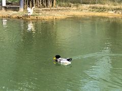 -靖西鹅泉风景区