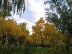 -大兴滨河森林公园