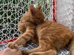 -喵屿·大理花园猫咖