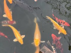 -合肥野生动物园