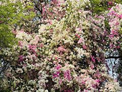 -深圳国际园林花卉博览园