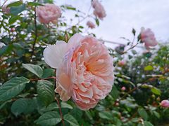-都江堰玫瑰花溪谷