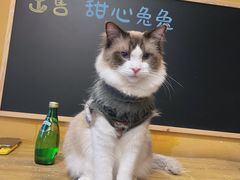 -猫猫幼稚园·撸猫·桌游·电玩