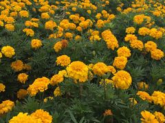 -曲江薰衣草庄园