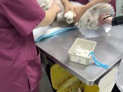 -纳吉亚猫专科动物医院博雅分院