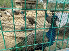 -武汉紫薇都市田园