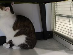 -艾吉宠物医院·疑难杂症转诊中心·猫友好(碧江路院)