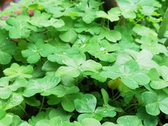 -广西壮族自治区药用植物园