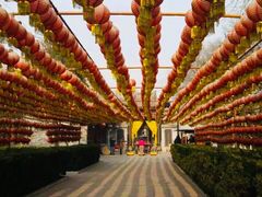 -大槐树寻根祭祖园