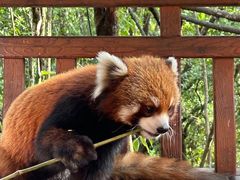 -普洱太阳河森林公园