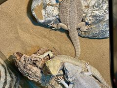 -FAIRYLAND龙族星球主题餐厅(凯丹广场店)