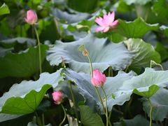 -北山街历史文化街区