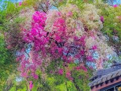 -深圳国际园林花卉博览园