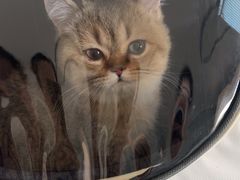 -瑞派福兴宠物医院犬猫全科·骨科·中西医结合(河东店)