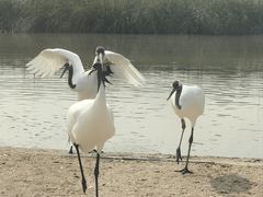 -盐城丹顶鹤湿地生态旅游区