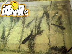 -姥家大锅台水库渔家