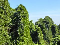 -吴山景区