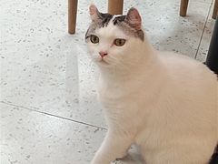 -喵园·猫主题咖啡厅·撸猫·猫咖(国贸店)