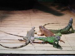 -石家庄市动物园