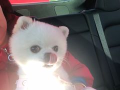 -TESLA 特斯拉(北京南四环中路特斯拉中心)