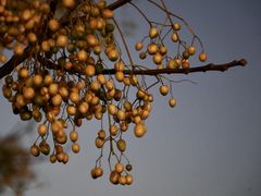 -湖南东洞庭湖国家级自然保护区