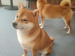 -柴源莊·柴小宠柴犬咖啡