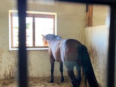 -北京群众马术培训基地