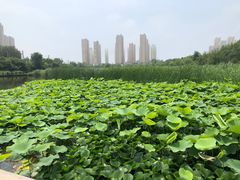 -前关湿地公园