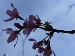 -王借岗森林公园