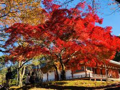-醍醐寺