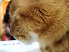 -李小姐の猫咖啡馆(五角场店)
