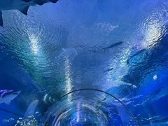 -海合安武汉极地海洋公园