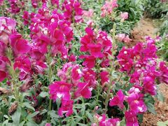 -松山湖梦幻百花洲