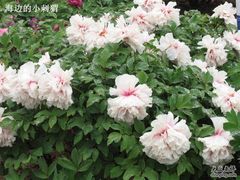 -曹州百花园