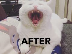 -宠爱国际动物医院·消化内科·心肾内科·ISFM猫友好(望京店)