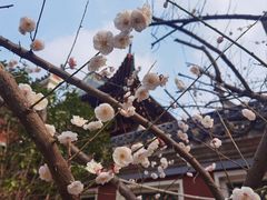 -长春观