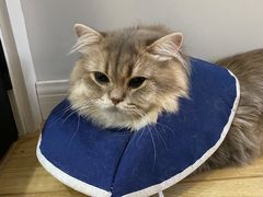 -东方名猫馆·英短金渐层布偶猫舍(环线广场1号楼店)