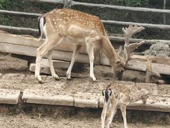-青藏高原野生动物园