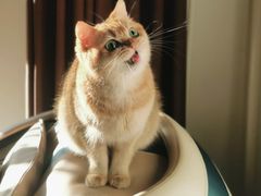 -猫大福·Fortune Cat猫舍(百子湾店)