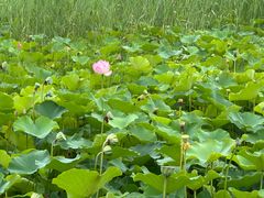 -西青郊野公园
