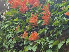 -云溪植物园