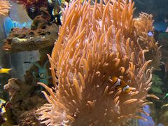 -太平洋海底世界