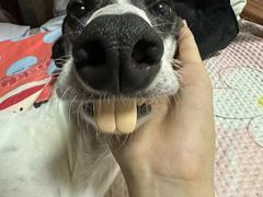 -艾贝尔宠物医院·狂犬免疫点(江山金象城店)