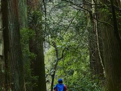 -天目山大树王景区