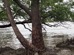 -宝安西湾红树林湿地公园