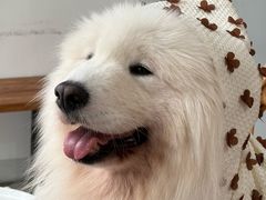 -星多哈·狗咖·拼豆·咖啡